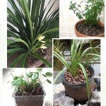 Boniosz 2L Expanded Clay Pebbles for Hydroponics