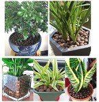 Boniosz 2L Expanded Clay Pebbles for Hydroponics