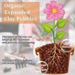 Organic Expanded Clay Pebbles for Hydroponics - 10 lbs