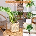 Organic Expanded Clay Pebbles for Hydroponics - 10 lbs