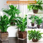 Organic Expanded Clay Pebbles for Hydroponics - 10 lbs