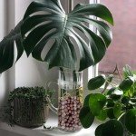 5LB Leca Clay Pebbles for Indoor Plant Growth