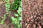Organic Clay Pebbles for Hydroponics and Indoor Plants