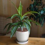 5LB Leca Clay Pebbles for Indoor Plant Growth