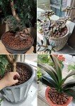 Organic Clay Pebbles for Hydroponics and Indoor Plants