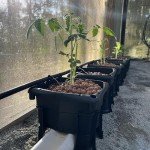 Hooch Multi-Bucket Hydroponic Growing System