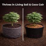 Real Growers Recharge - Mycorrhizae Compost Tea 8oz