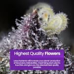 Bloom and Yield Enhancer for Hydroponic Plants