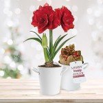 Red Double Amaryllis Bulb Gift Kit with Planter