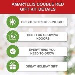 Red Double Amaryllis Bulb Gift Kit with Planter