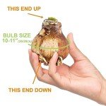 Red Double Amaryllis Bulb Gift Kit with Planter