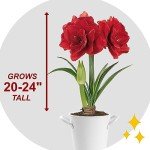 Red Double Amaryllis Bulb Gift Kit with Planter