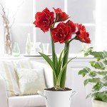 Red Double Amaryllis Bulb Gift Kit with Planter