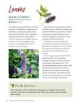 Grow Your Own Tea Garden: Backyard Bliss Guide