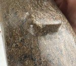 Signed Vintage Inuit Soapstone Walrus Carving