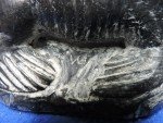 Al Wolf Seal Sculpture - Hand-Signed Art