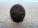 Inuit Soapstone Baby Beaver Sculptures from Canada