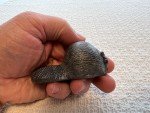 Inuit Soapstone Baby Beaver Sculptures from Canada