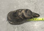 Inuit Soapstone Bald Eagle Head Sculpture