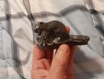 Inuit Soapstone Carving of Beaver by Al Wolf