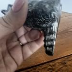 Vintage Soapstone Wolf Sculptures - Signed Canada