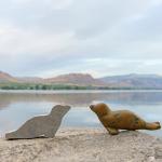 Soapstone Seal Carving Kit for All Ages