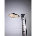 Vintage Soapstone Lion Figurine - Small Animal Sculpture