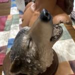 Wolf Song Soapstone Sculpture Limited Edition