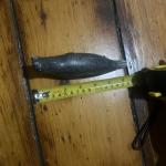 Inuit Hand-Carved Soapstone Seal Sculpture