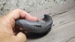 Wolf Soapstone Salmon Sculpture - Handcrafted in Canada
