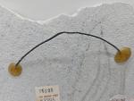 Inuit Carved Soapstone Bear Wall Hanging 8"x4.5