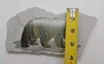 Inuit Carved Soapstone Bear Wall Hanging 8"x4.5