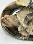 Soapstone Turtle Tortoise Sculpture – Handcrafted Art