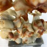 Chinese Soapstone Hand Carved Lotus Flower Sculpture