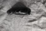 Inuit Seal Soapstone Sculpture - Hand Carved Art