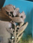 Antique Hand Carved Chinese Soapstone Vase