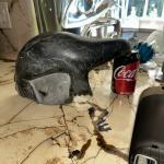 Inuit Soapstone Seal Sea Lion Sculpture 11 lbs