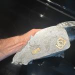 Inuit Soapstone Seal Sea Lion Sculpture 11 lbs