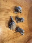 Set of 4 Vintage Chinese Soapstone Monkey Figurines
