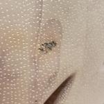 Hand-Carved Vintage Soapstone Bird Sculpture 9.5"x6.5