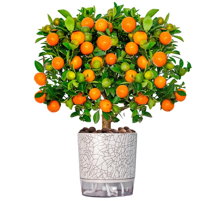 Kumquat Custard Tree: Edible and Decorative for Home