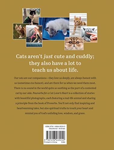Cat lover's heart: inspiring pawverbs stories