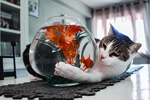 Cat lover's heart: inspiring pawverbs stories