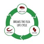 Advecta Plus: Fast-Acting Flea Prevention for Cats