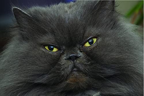Cat lover's heart: inspiring pawverbs stories
