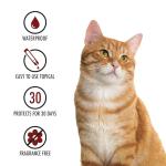 Advecta Plus: Fast-Acting Flea Prevention for Cats