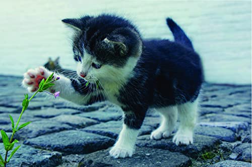 Cat lover's heart: inspiring pawverbs stories