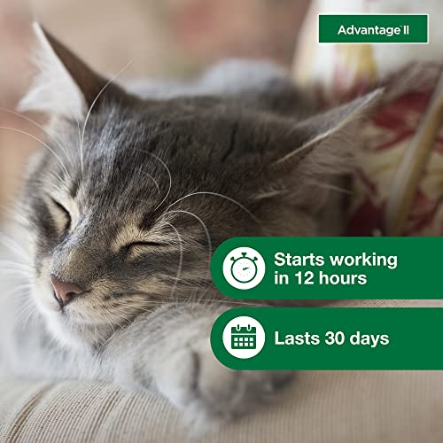 Vet-Recommended Flea Treatment for Small Cats | 2-Month Supply