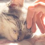 PETMAKER Cat House - Indoor Bed with Removable Foam Cushion - Pet Tent