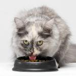 Wild-Caught Salmon Grain-Free Cat Food with Non-GMO Superfoods